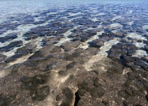 Hamelin Stromatolites from 3.5 Billion Years Ago  .